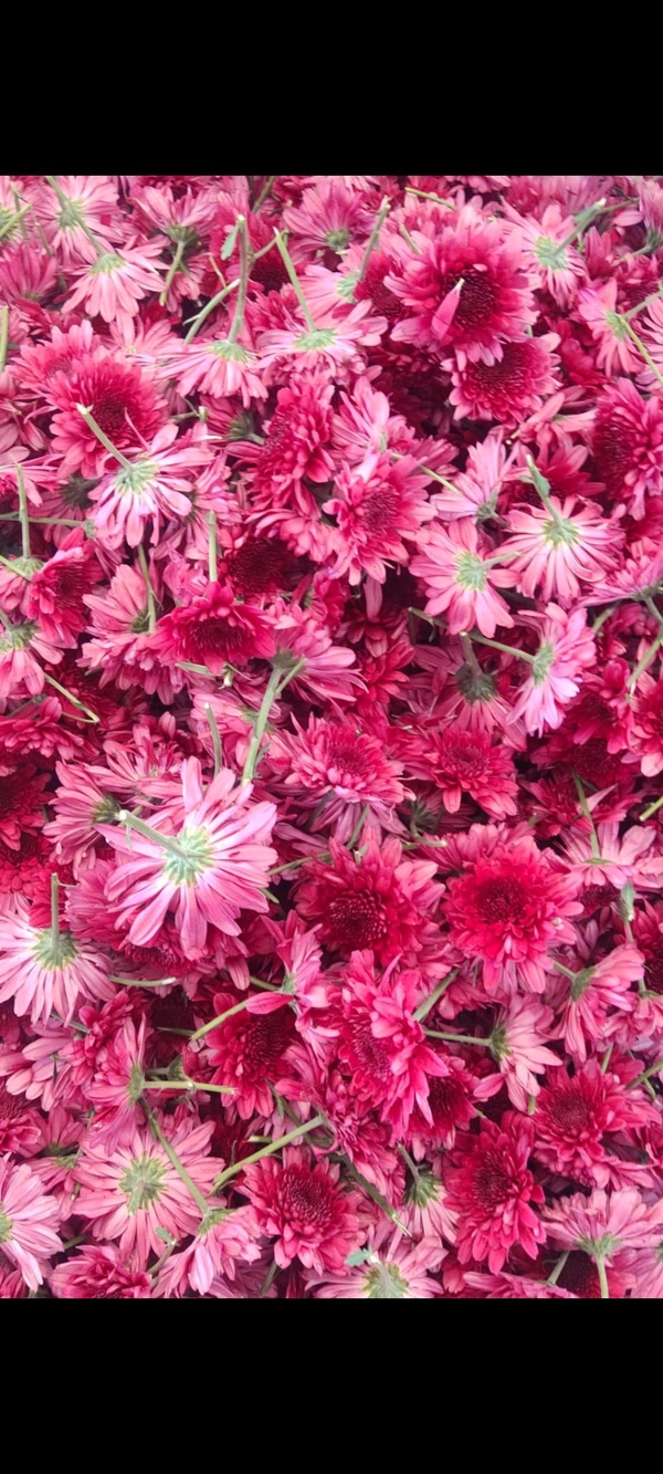 Purple Chrysantemum  - 250 grams