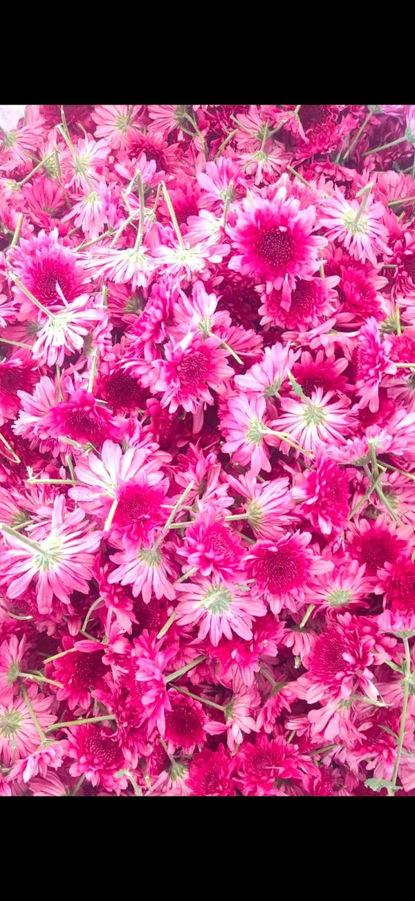 Purple Chrysantemum  - 250 grams