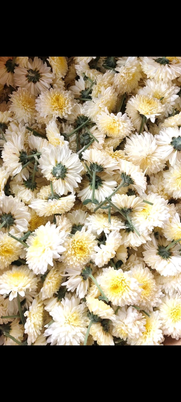 Scent White ( ಬಿಳಿ ಸೇವಂತಿ ) - 250 grams