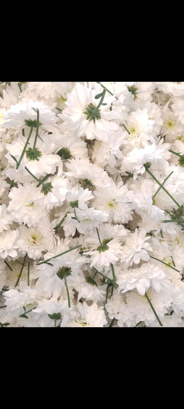 Milky White  - 500 grams