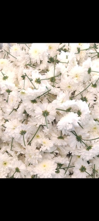 Milky White  - 500 grams