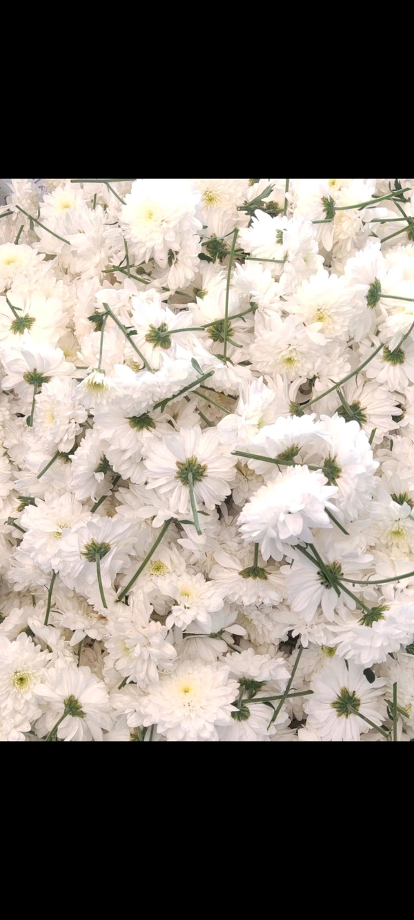 Milky White  - 500 grams
