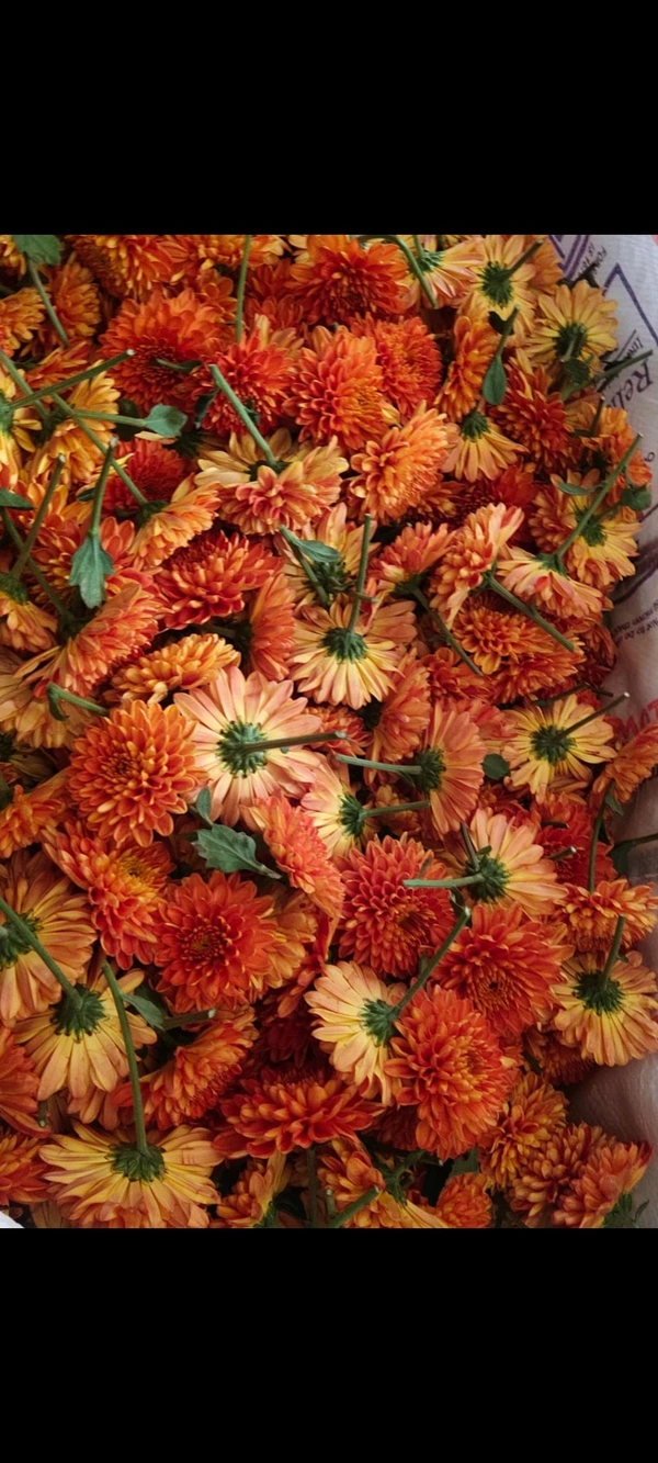 Chocolate Chrysantemum  - 250 grams