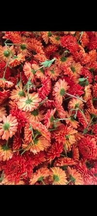 Chocolate Chrysantemum  - 250 grams
