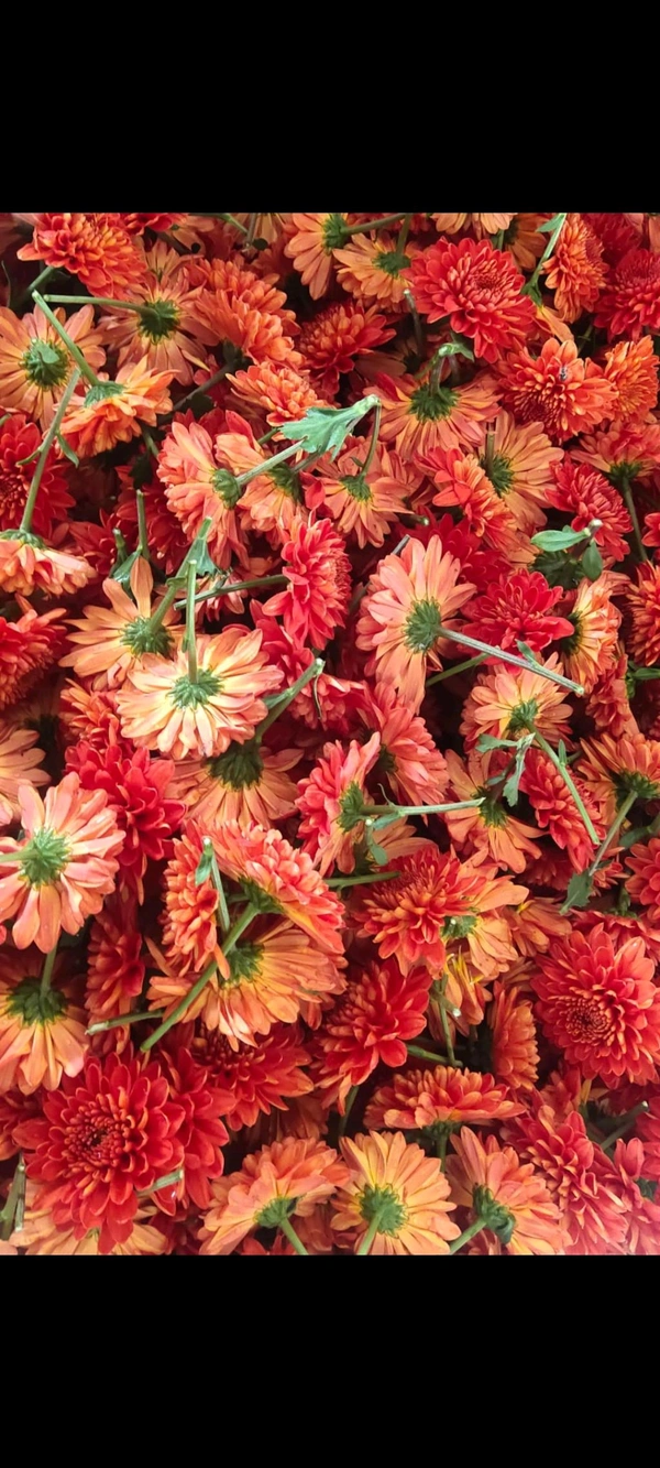 Chocolate Chrysantemum  - 250 grams