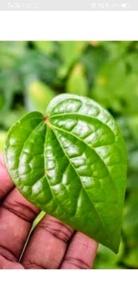 Betel Leaves With Betel Nuts