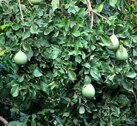 Bilva Patra ( ಬಿಲ್ವ ಪತ್ರೆ )