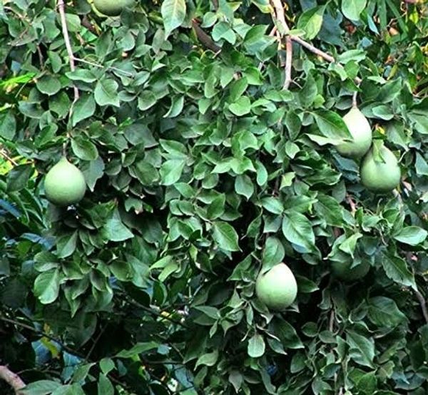 Bilva Patra ( ಬಿಲ್ವ ಪತ್ರೆ )