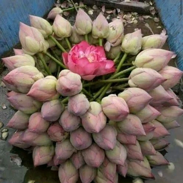 Lotus Big  - 1 Piece