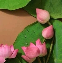 Lotus Big  - 1 Piece