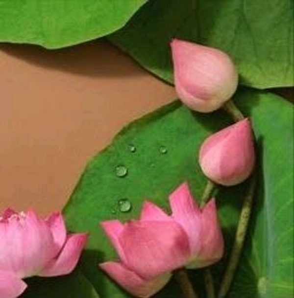 Lotus Big  - 1 Piece