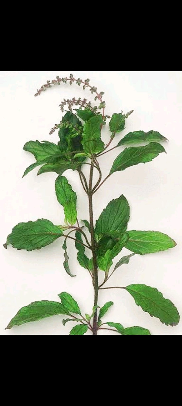 Tulasi Leaves ( ತುಳಸಿ ಎಲೆ ) - Pack Of One Bunch