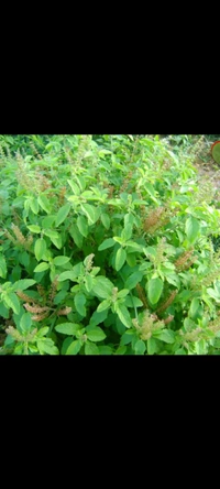 Tulasi Leaves ( ತುಳಸಿ ಎಲೆ ) - Pack Of One Bunch