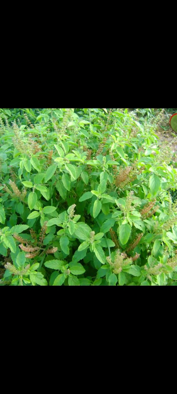 Tulasi Leaves ( ತುಳಸಿ ಎಲೆ ) - Pack Of One Bunch