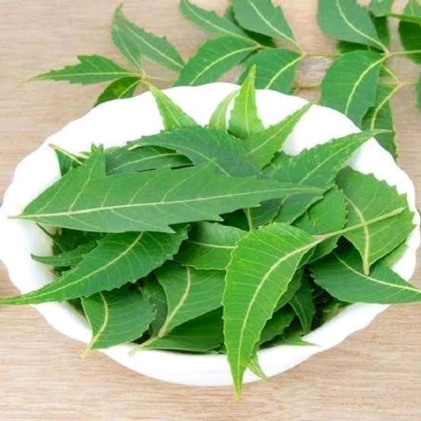 Neem Leaves ( ಬೇವಿನ ಎಲೆ ) - Pack Of One Bunch