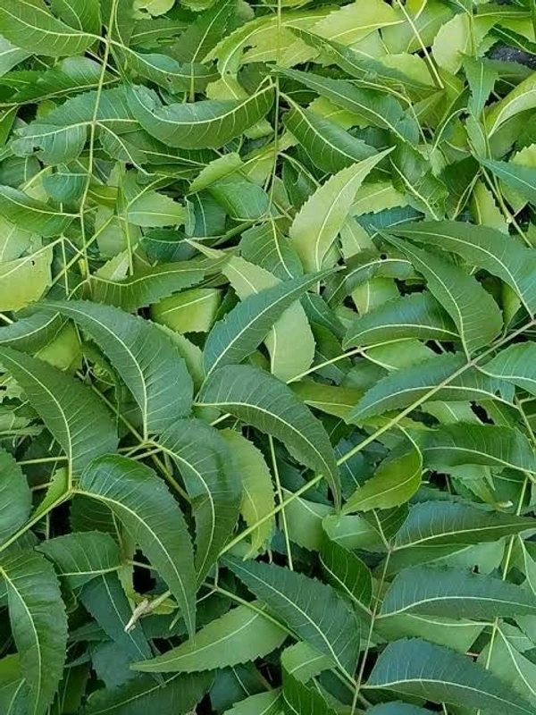 Neem Leaves ( ಬೇವಿನ ಎಲೆ ) - Pack Of One Bunch