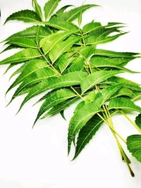 Neem Leaves ( ಬೇವಿನ ಎಲೆ ) - Pack Of One Bunch