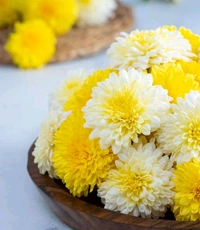 Mixed Pooja Flowers  - 500 Grams