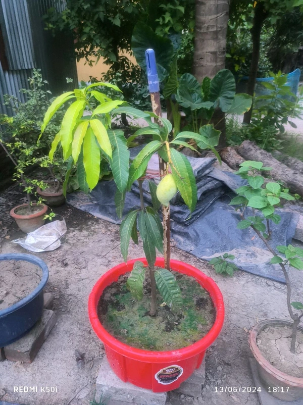 Nam Doc Mai Mango Plant Grafted (Thailand Variety) - 1-3 feet Healthy Grafted Plant