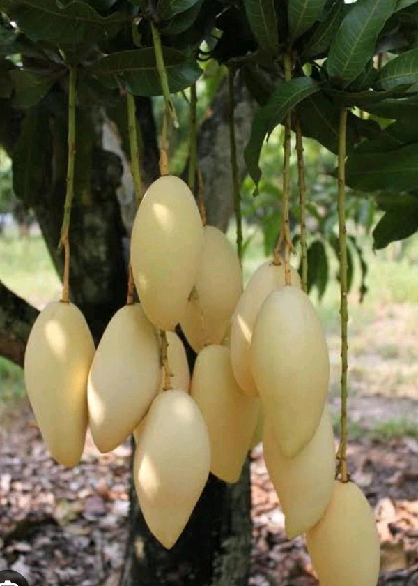 Nam Doc Mai Mango Plant Grafted (Thailand Variety) - 1-3 feet Healthy Grafted Plant