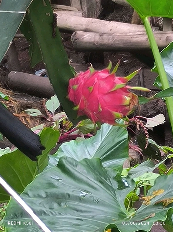 Red Dragon Fruit  - Red, Upto 25cm