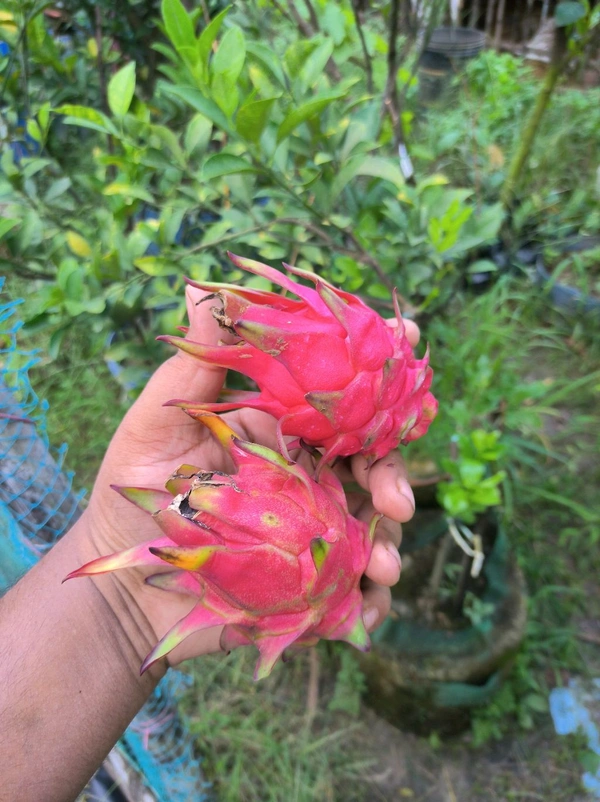 Red Dragon Fruit  - Red, UPTO 1FEET