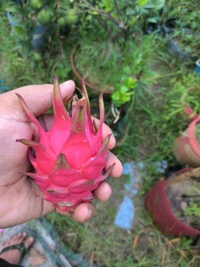 Red Dragon Fruit  - Red, UPTO 1FEET