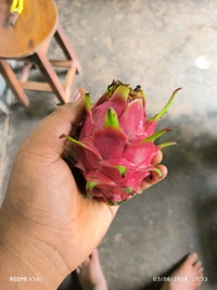 Red Dragon Fruit  - Red, Upto 25cm