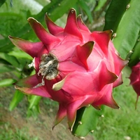 Red Dragon Fruit  - Red, UPTO 1FEET