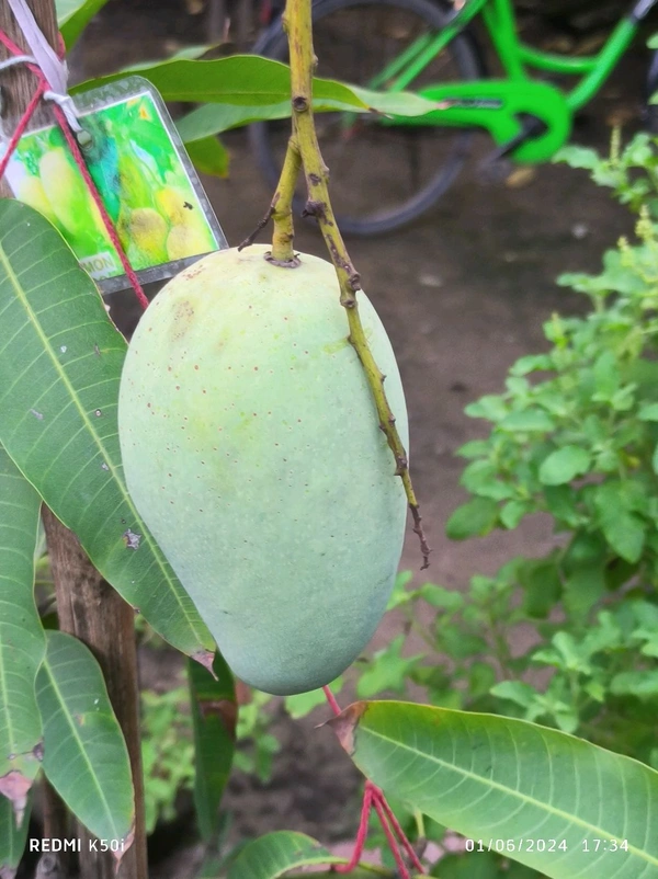 Thailand All Time Katimon Mango Plant Grafted 