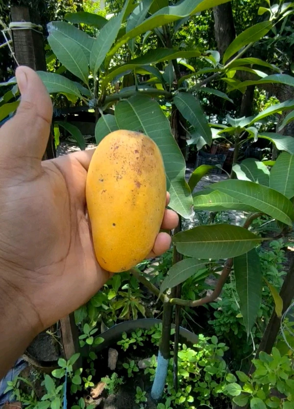 Thailand All Time Katimon Mango Plant Grafted  - 2-5 Feet Height