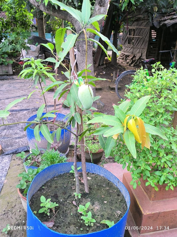 Thailand All Time Katimon Mango Plant Grafted 