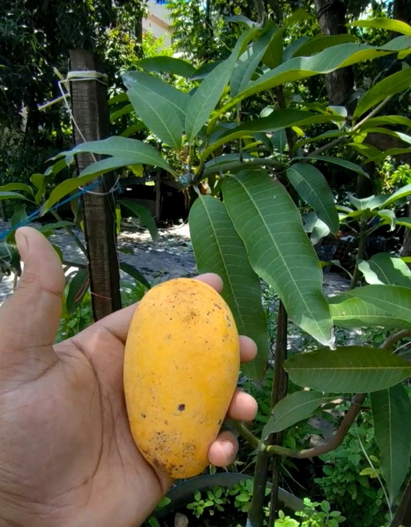 Thailand All Time Katimon Mango Plant Grafted  - 2-5 Feet Height