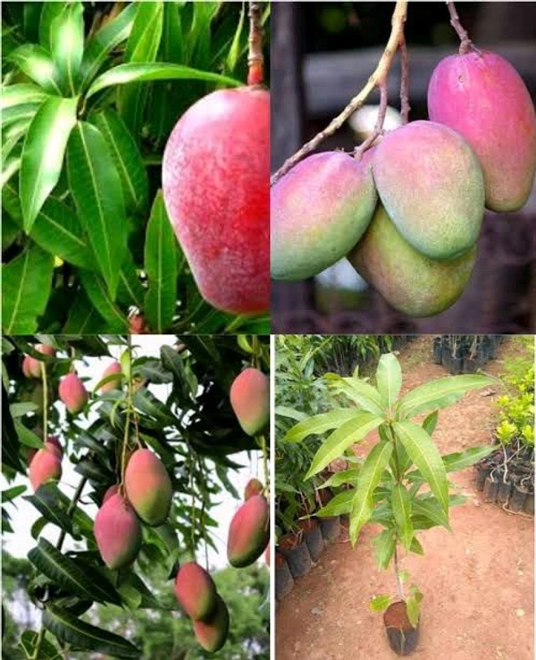Japanese Miazaki Mango Plant Grafted 🥭 - 2/4 Foot Plant