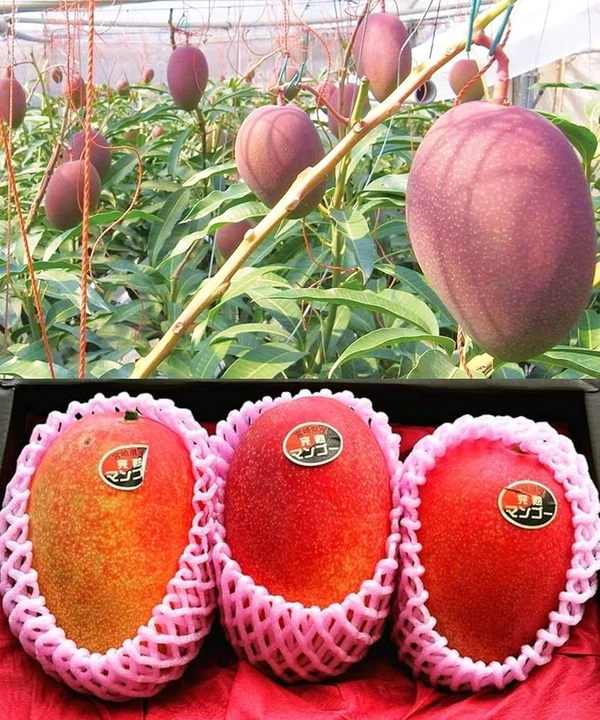 Japanese Miazaki Mango Plant Grafted 🥭 - Mature 2-5 Feet Height