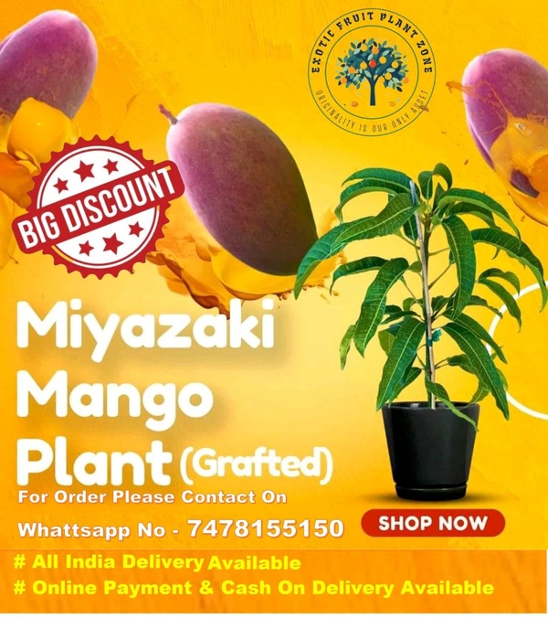 Japanese Miazaki Mango Plant Grafted 🥭 - Mature 2-5 Feet Height