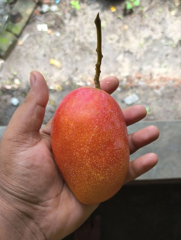 Japanese Miazaki Mango Plant Grafted 🥭 - Mature 2-5 Feet Height