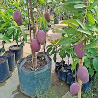Japanese Miazaki Mango Plant Grafted 🥭 - Mature 2-5 Feet Height