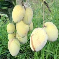 Gourmoti Mango Plant Grafted (Bangladeshi Variety) বাংলাদেশি গৌর মতি আম - 3/5 Foot Plant