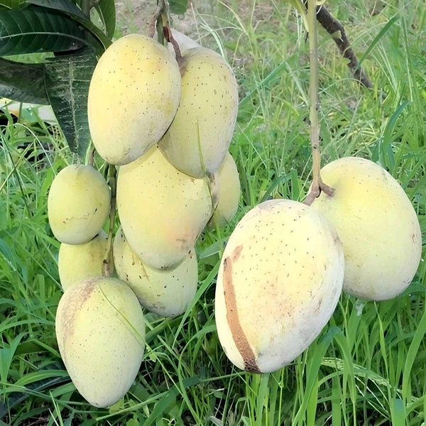 Gourmoti Mango Plant Grafted (Bangladeshi Variety) বাংলাদেশি গৌর মতি আম - 3/5 Foot Plant
