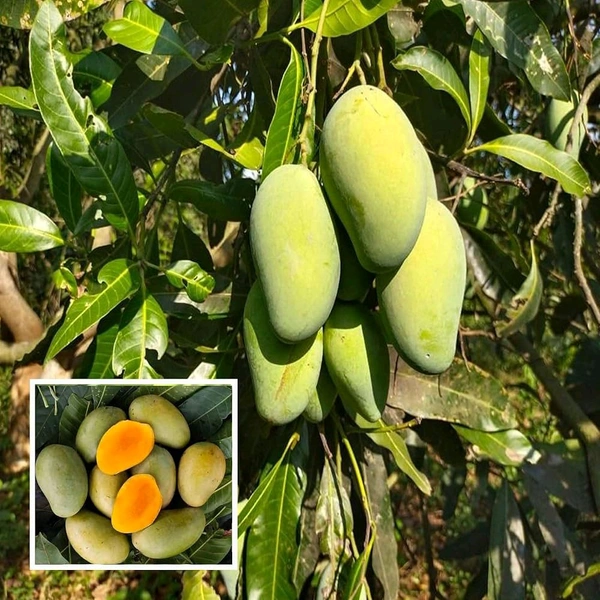 Amrapali Mango Mature Plant Grafted ( আম্রপালি আম) - 3/5 Foot Plant