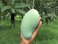 Amrapali Mango Mature Plant Grafted ( আম্রপালি আম) - 3/5 Foot Plant