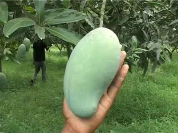 Amrapali Mango Mature Plant Grafted ( আম্রপালি আম) - 3/5 Foot Plant