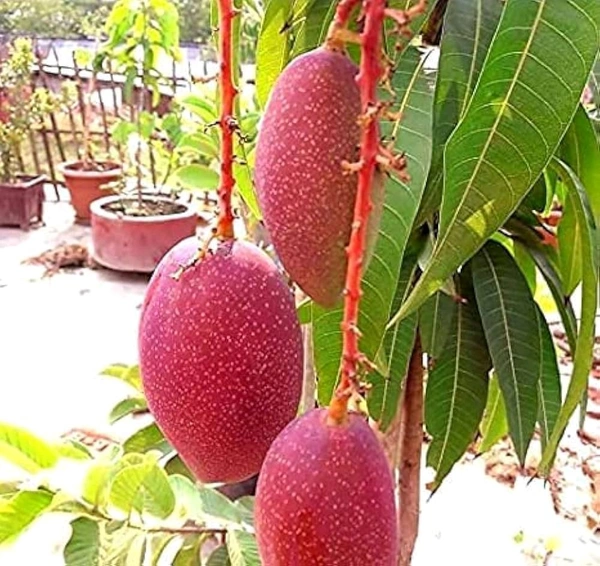 King Of Chakapat Mango Plant Grafted (কিং অফ চাকাপাত আম গাছ) - Red, 3/7foot Plant