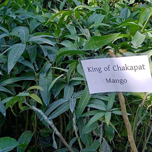 King Of Chakapat Mango Plant Grafted (কিং অফ চাকাপাত আম গাছ) - Red, 3/7foot Plant