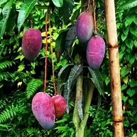 King Of Chakapat Mango Plant Grafted (কিং অফ চাকাপাত আম গাছ) - Red, MATURE 2-5 Feet Height