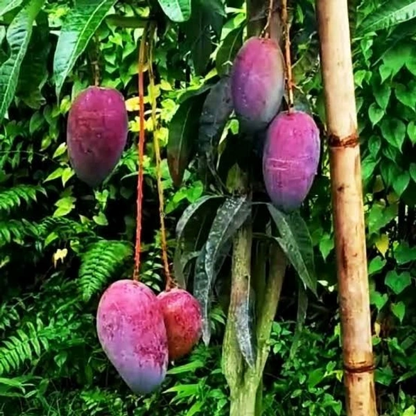 King Of Chakapat Mango Plant Grafted (কিং অফ চাকাপাত আম গাছ) - Red, MATURE 2-5 Feet Height