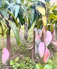 King Of Chakapat Mango Plant Grafted (কিং অফ চাকাপাত আম গাছ) - Red, 3/7foot Plant
