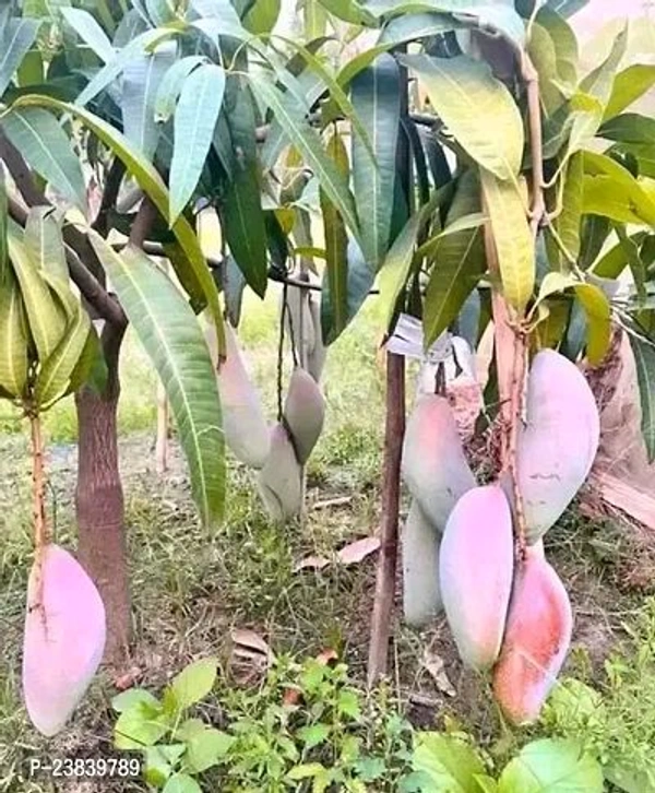 King Of Chakapat Mango Plant Grafted (কিং অফ চাকাপাত আম গাছ) - Red, 3/7foot Plant