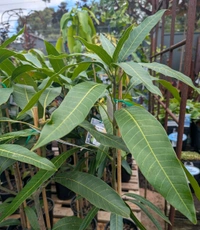 King Of Chakapat Mango Plant Grafted (কিং অফ চাকাপাত আম গাছ) - Red, MATURE 2-5 Feet Height